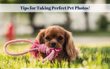 Tips for Taking Perfect Pet Photos