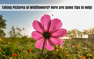 Taking Pictures of Wildflowers? Here are Some Tips to Help