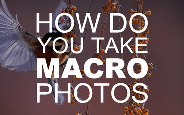 How do You Take Macro Photos?