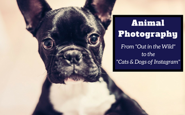 Animal Photography – from “Out in the Wild” to “The Cats & Dogs of Instagram”