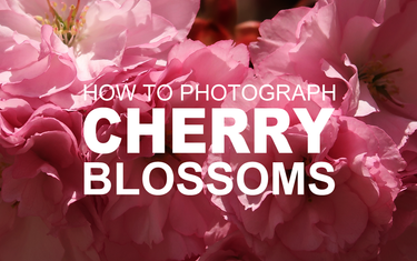 How to Photograph Cherry Blossoms