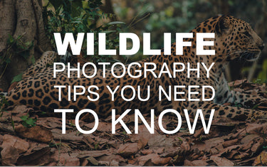 Wildlife Photography Tips You Need to Know