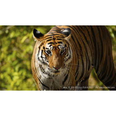 Sony FE 200-600mm F5.6-6.3 G OSS Super Telephoto Zoom Lens Full-Frame SEL200600G