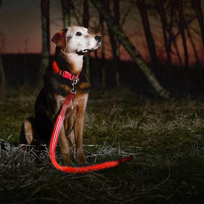 Deco Pet LED Dog Leash w/3 Light Modes for Night Safety, Battery-Powered - Red