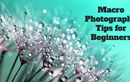 Macro Photography Tips for Beginners