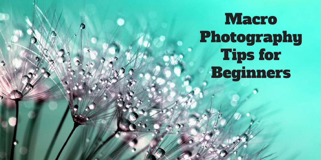 Macro Photography Tips for Beginners