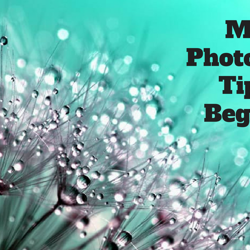 Macro Photography Tips for Beginners