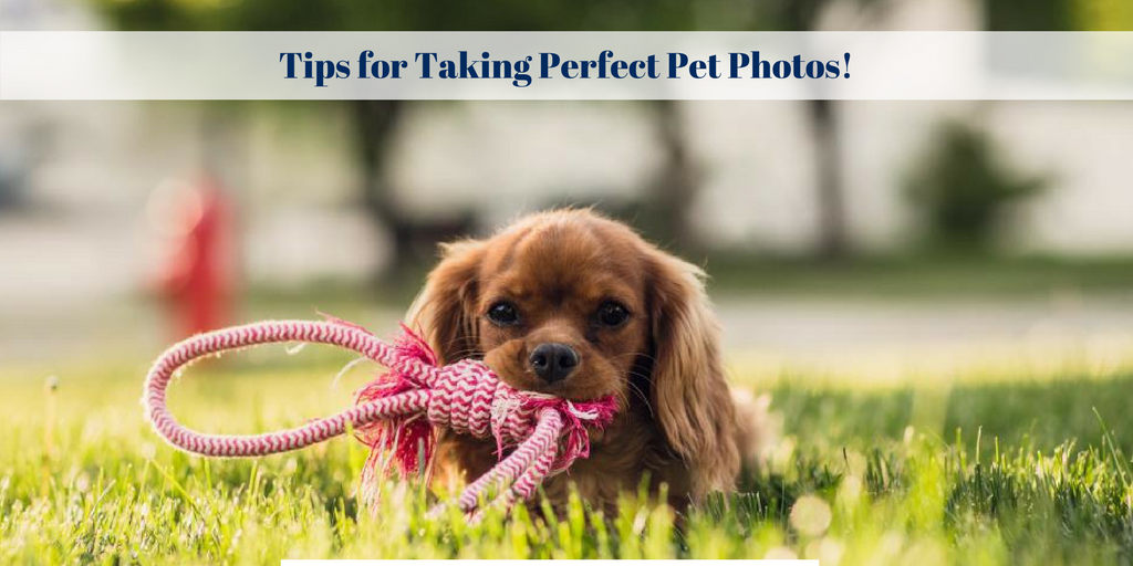 Tips for Taking Perfect Pet Photos