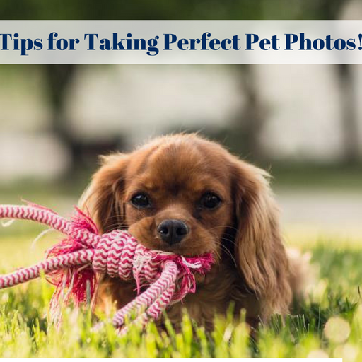 Tips for Taking Perfect Pet Photos