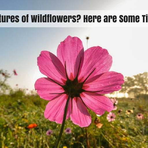 Taking Pictures of Wildflowers? Here are Some Tips to Help