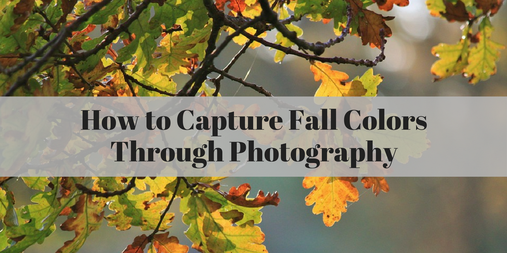 How to Capture Fall Colors Through Photography