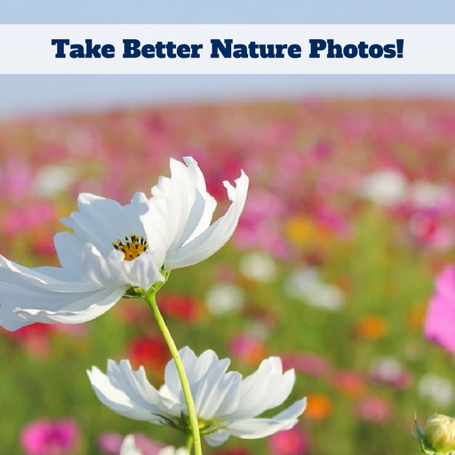Take Better Nature Photos