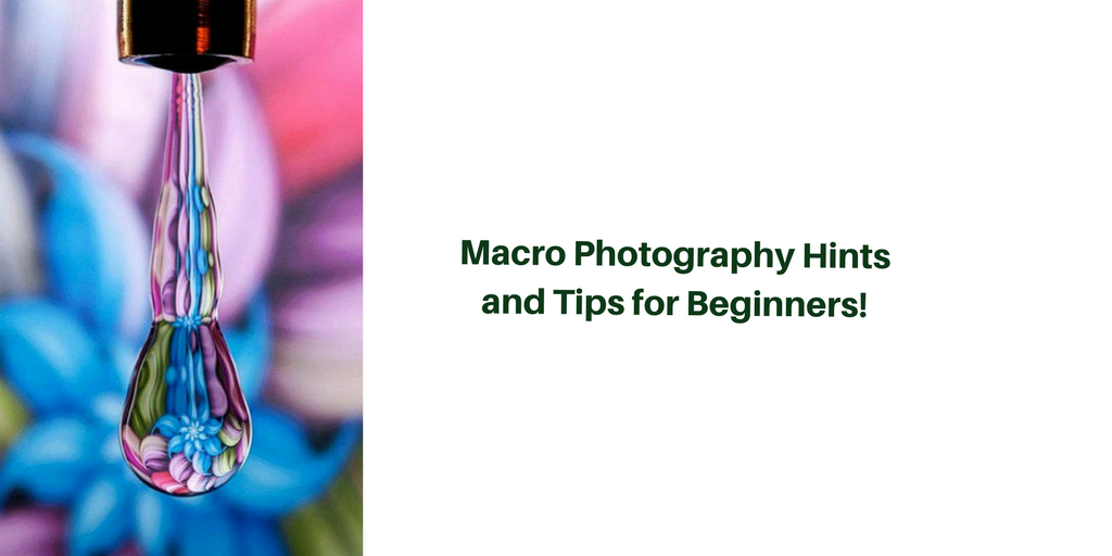 Macro Photography Hints and Tips for Beginners