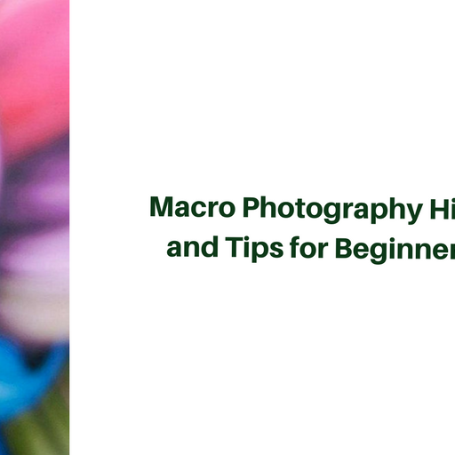 Macro Photography Hints and Tips for Beginners