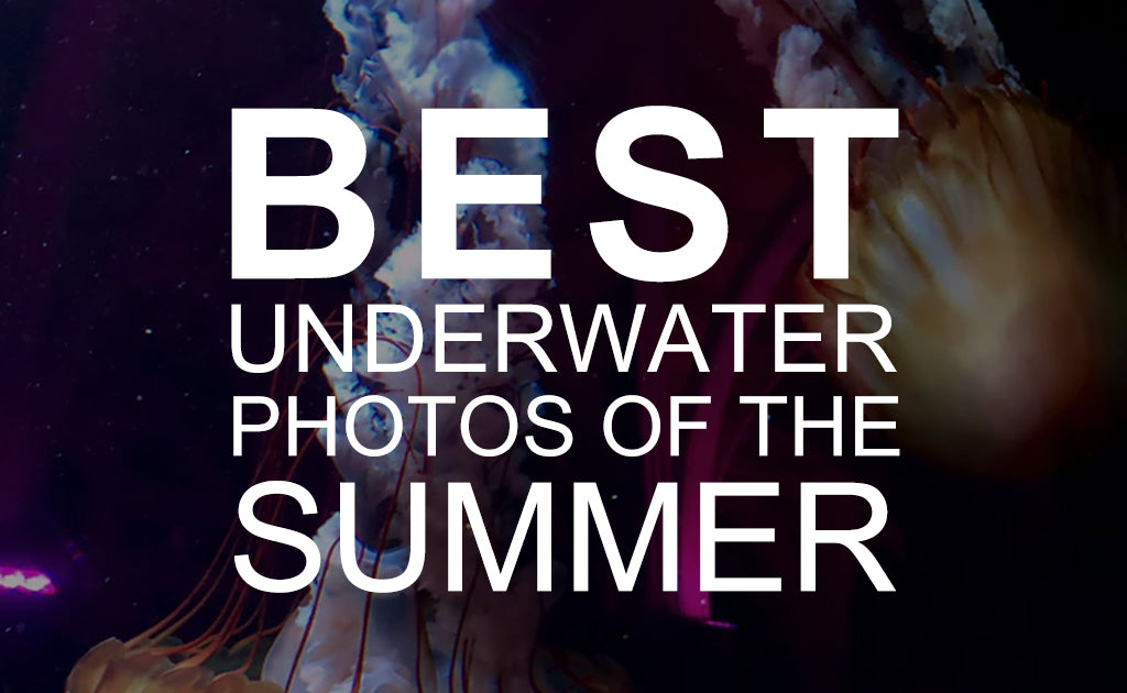 Best Underwater Photos of the Summer