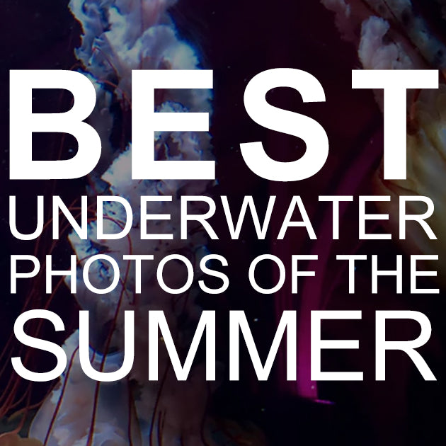 Best Underwater Photos of the Summer