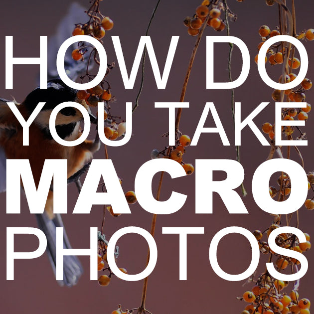 How do You Take Macro Photos?