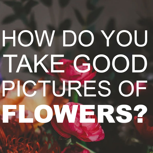How Do You Take Good Pictures of Flowers?