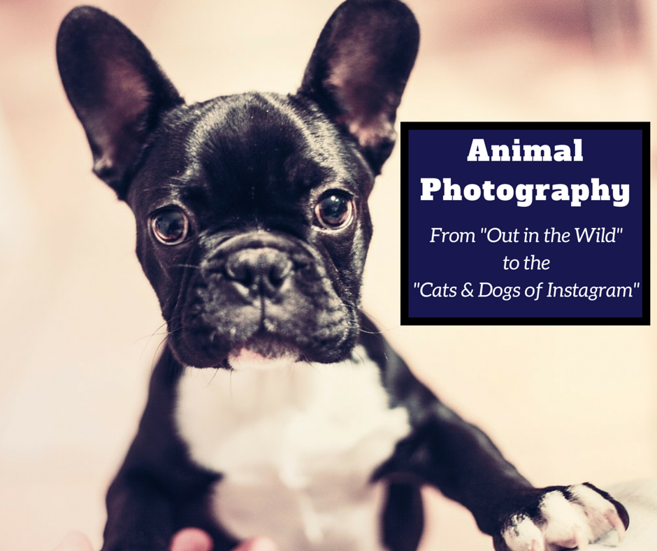 Animal Photography – from “Out in the Wild” to “The Cats & Dogs of Instagram”