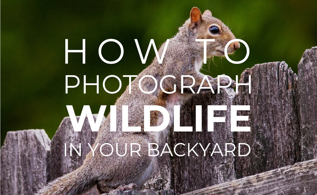 How to Photograph Wildlife in Your Backyard
