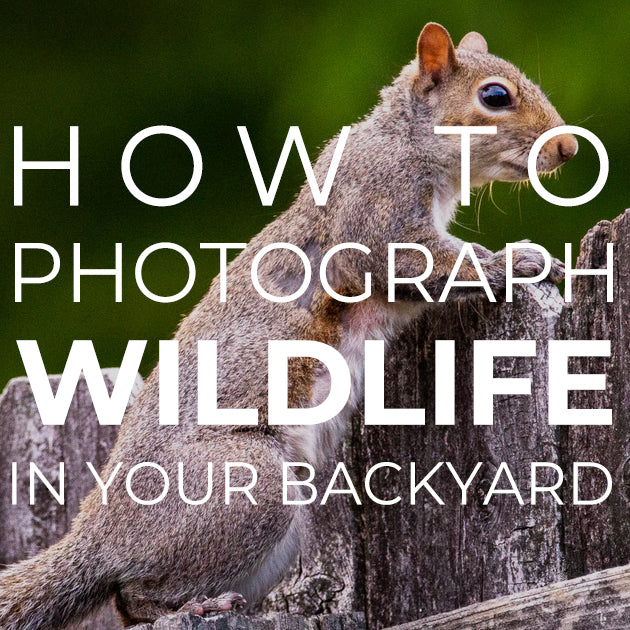 How to Photograph Wildlife in Your Backyard