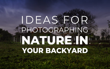 Ideas for Photographing Nature in Your Backyard