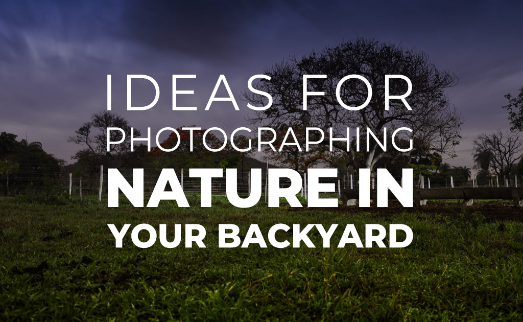 Ideas for Photographing Nature in Your Backyard