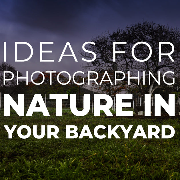 Ideas for Photographing Nature in Your Backyard