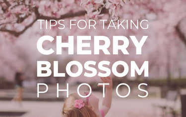 Tips for Taking Cherry Blossom Photos