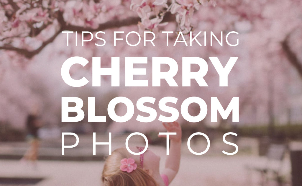 Tips for Taking Cherry Blossom Photos