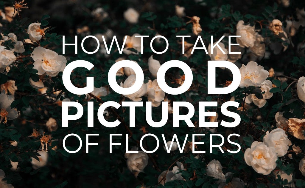How to take good pictures of flowers