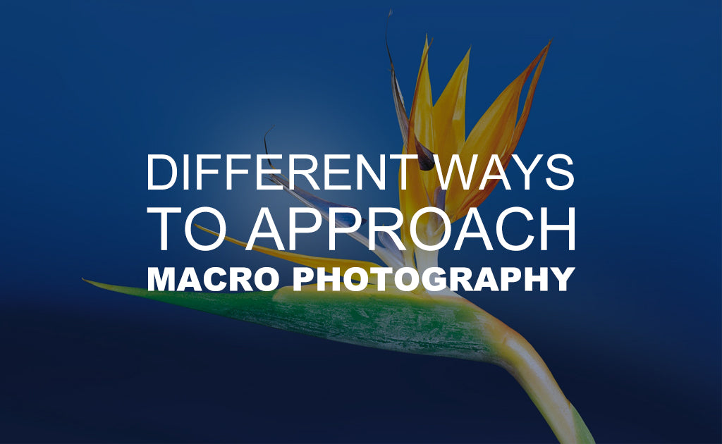 Different Ways to Approach Macro Photography
