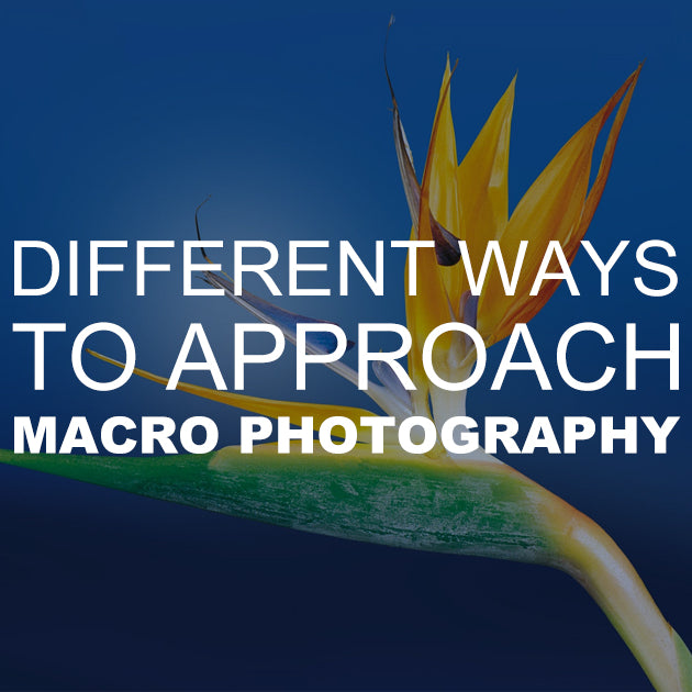 Different Ways to Approach Macro Photography