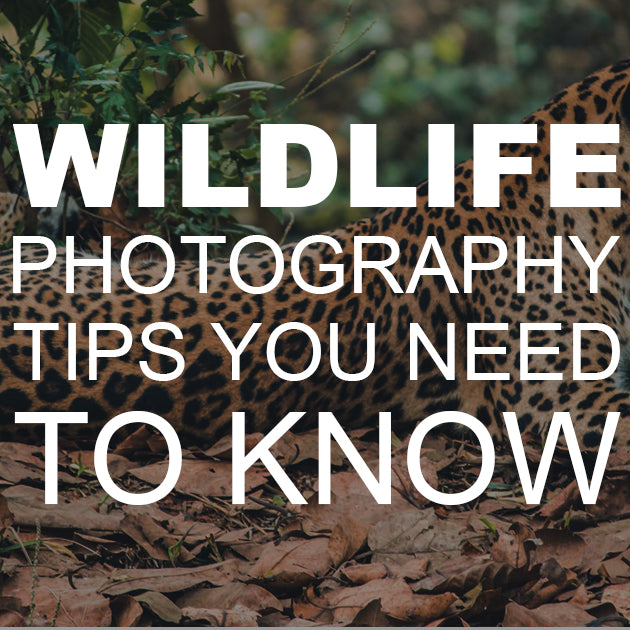 Wildlife Photography Tips You Need to Know