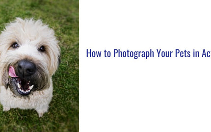 How to Photograph Your Pets in Action