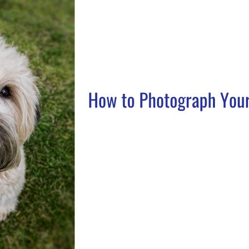 How to Photograph Your Pets in Action