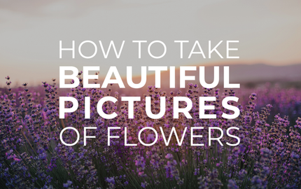 How to take beautiful pictures of flowers