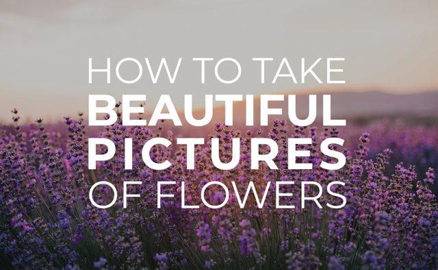 How to take beautiful pictures of flowers