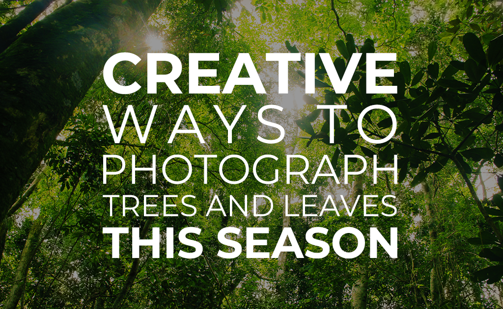 Creative Ways To Photograph Trees and Leaves This Season