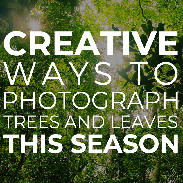 Creative Ways To Photograph Trees and Leaves This Season