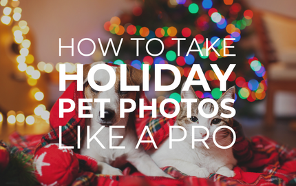 How to Take Holiday Pet Photos Like a Pro