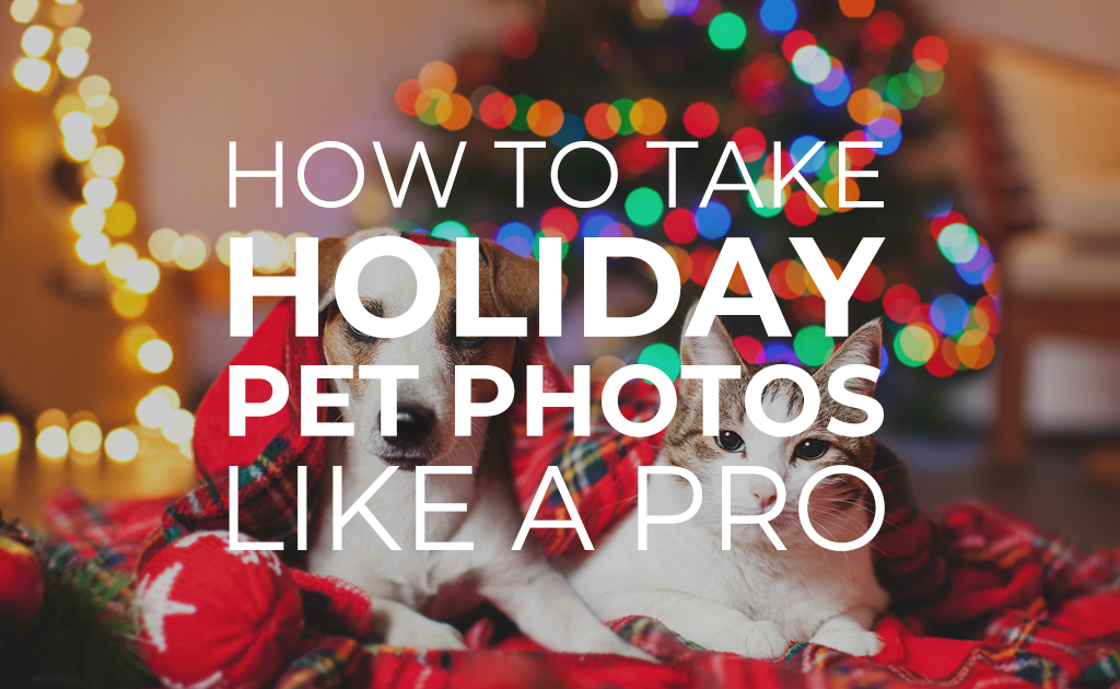 How to Take Holiday Pet Photos Like a Pro — Beach Camera