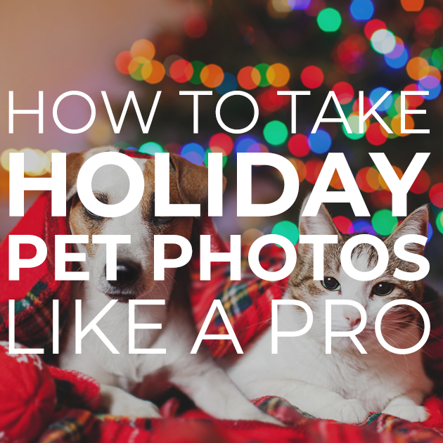 How to Take Holiday Pet Photos Like a Pro