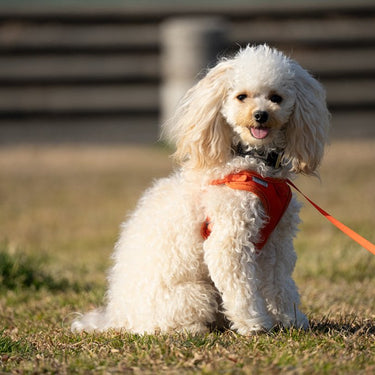 Tamron 50-300mm F/4.5-6.3 Di III VC VXD Lens for Sony E-Mount Mirrorless Cameras Bundle