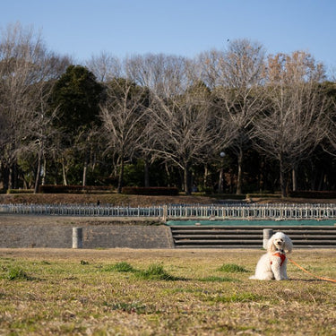Tamron 50-300mm F/4.5-6.3 Di III VC VXD Lens for Sony E-Mount Mirrorless Cameras Bundle