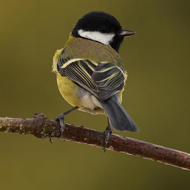 Nikon NIKKOR Z 180-600mm f/5.6-6.3 VR Full Frame Lens for Z-Mount Cameras 20117 Bundle