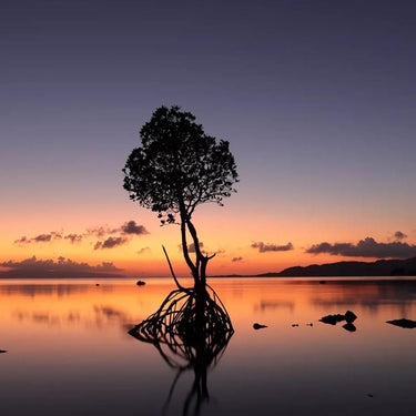 Canon EOS R50 Mirrorless Camera Black + 18-45mm IS STM Lens Kit Premier Bundle