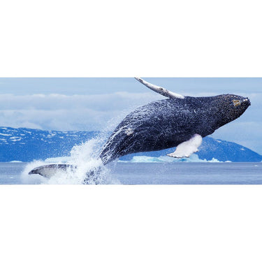 Sandisk Extreme PRO SD UHS-I Memory Card, V30 -  256GB