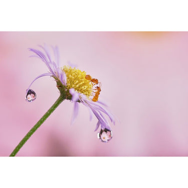 Sony Alpha 7II Mirrorless Interchangeable Lens Camera with 28-70mm F3.5-5.6 OSS Lens