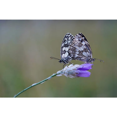 Sony Alpha a9 24.2MP Mirrorless Digital Camera Body Kit + Deco Gear Case Flash Bundle